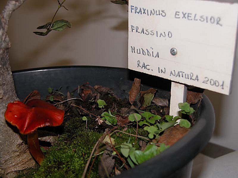 Bonzai con Hygrocybe